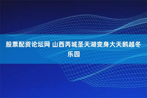 股票配资论坛网 山西芮城圣天湖变身大天鹅越冬乐园